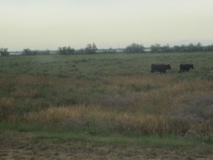 Arrivée à Montpellier Candillargues (CALVI 17AUG2013)